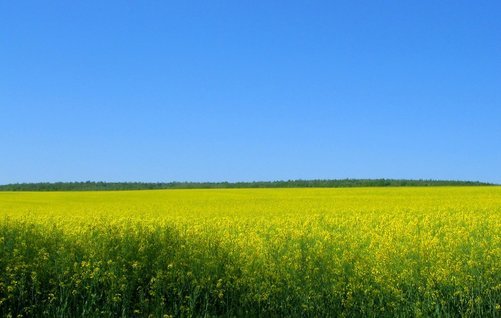 Biotreibstoff beim Fahren – Die Vor- und Nachteile